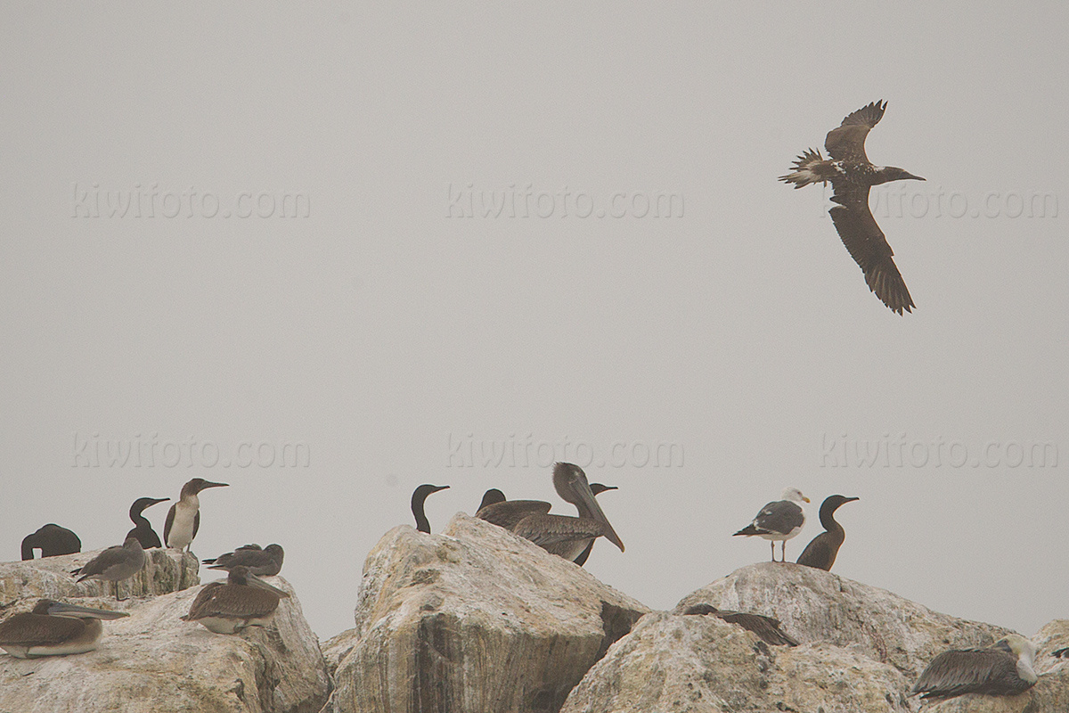 Blue-footed Booby 4270
