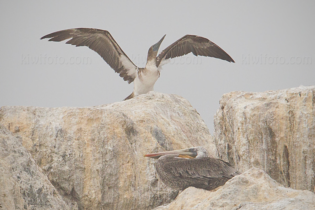 Blue-footed Booby
