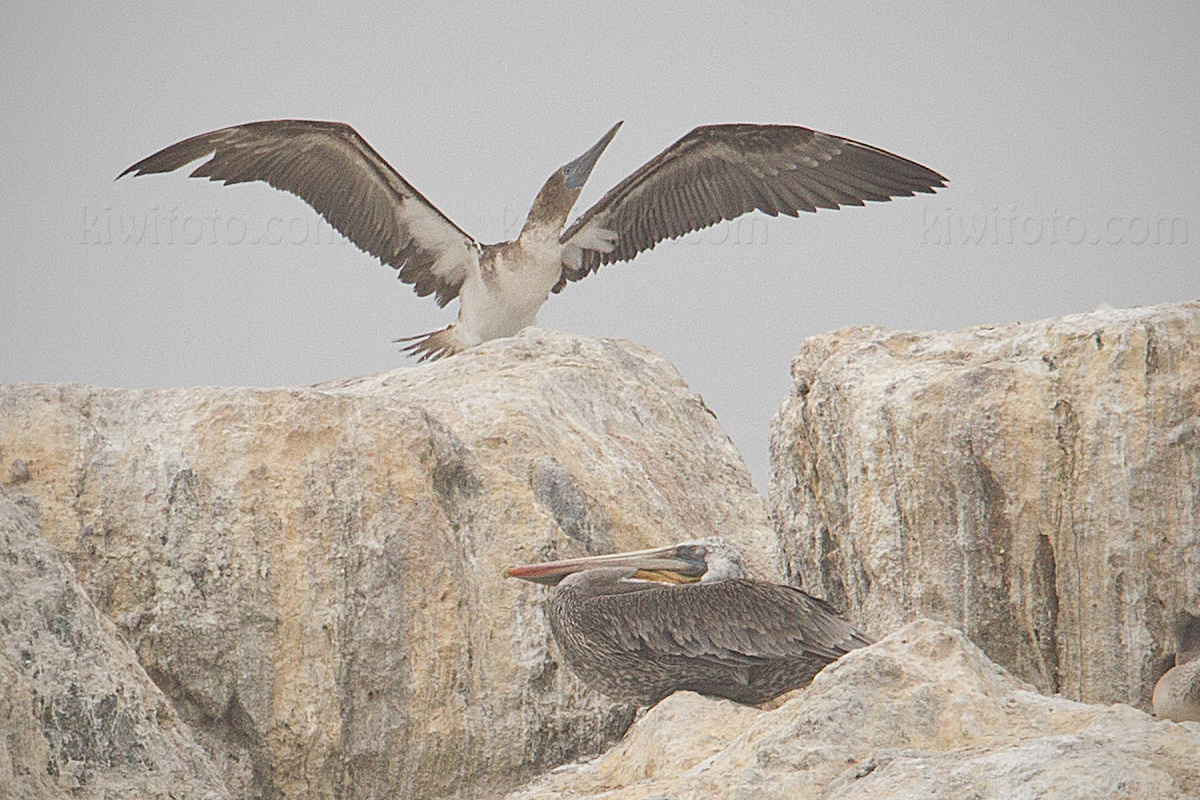 Blue-footed Booby