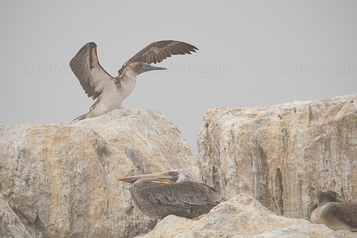 Blue-footed Booby