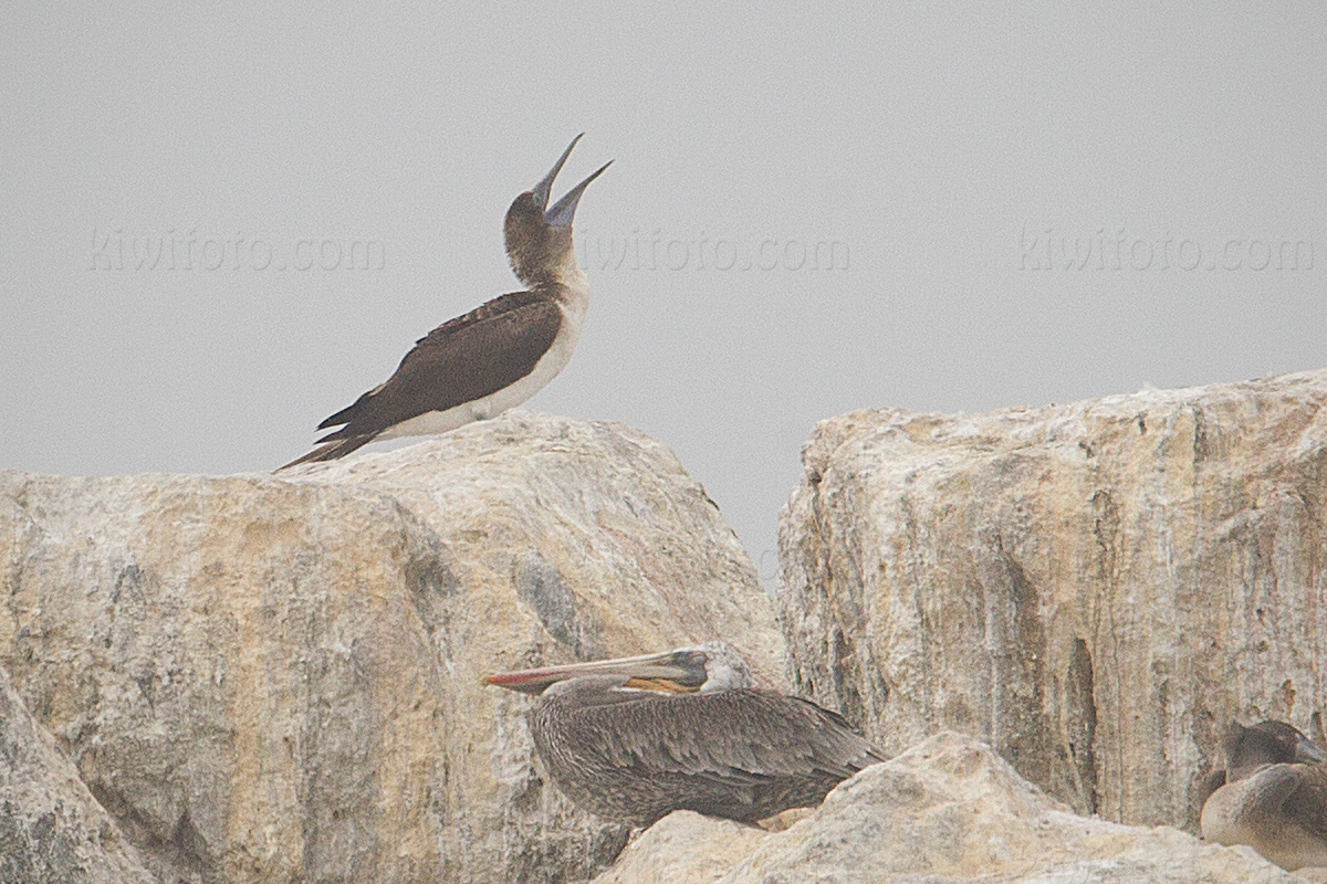Blue-footed Booby