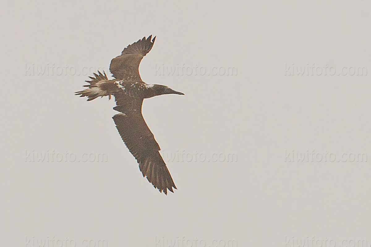 Blue-footed Booby