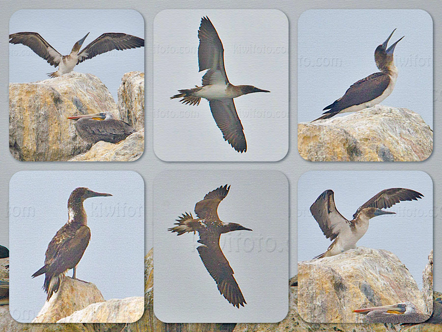Blue-footed Booby