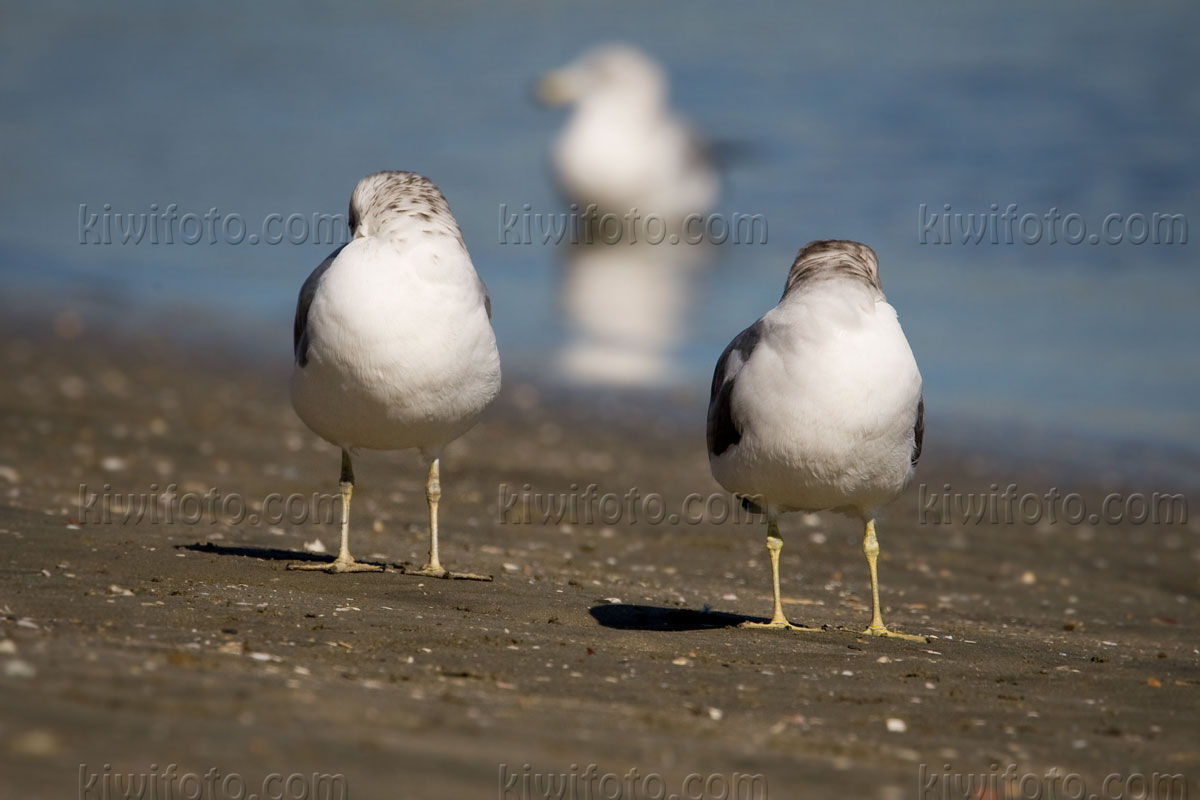 Black-tailed Gull