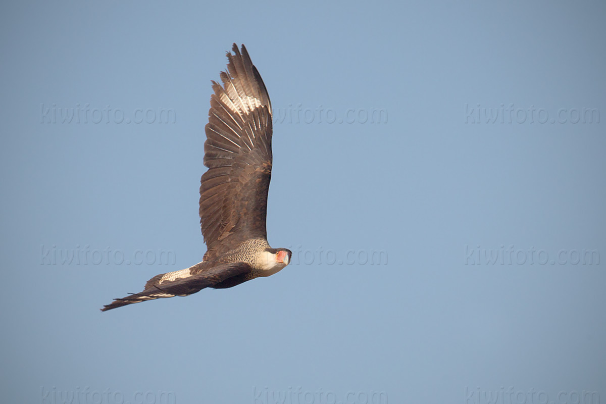 Crested Caracara