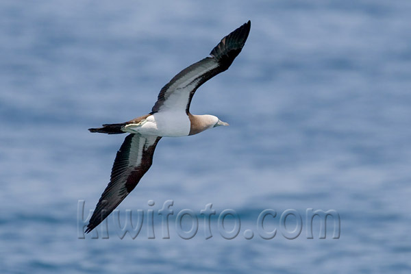 Brown Booby