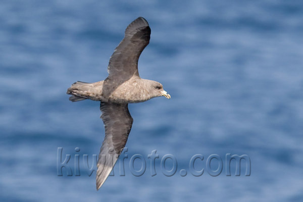 Northern Fulmar