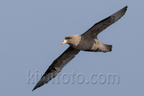 Northern Fulmar