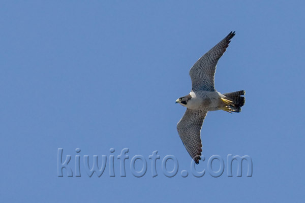 Peregrine Falcon