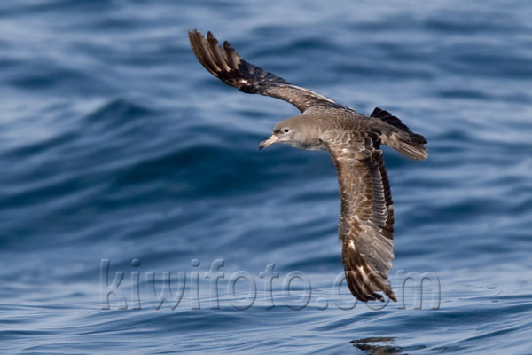 Pink-footed Shearwater