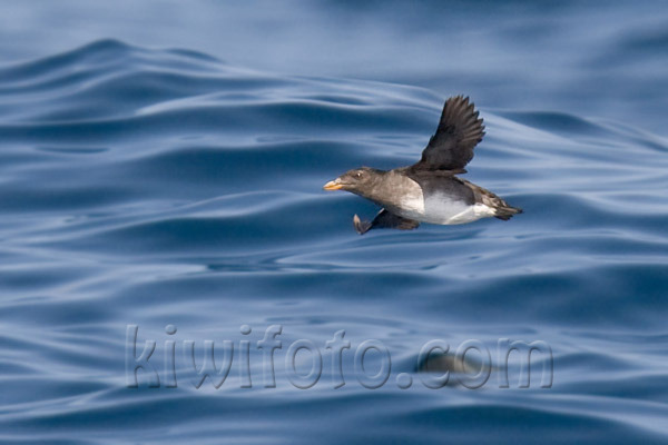 Rhinoceros Auklet