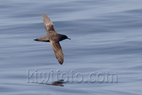 Sooty Shearwater