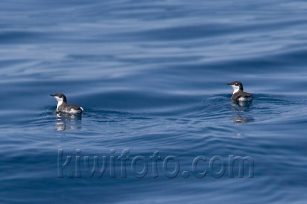 Xantus Murrelet