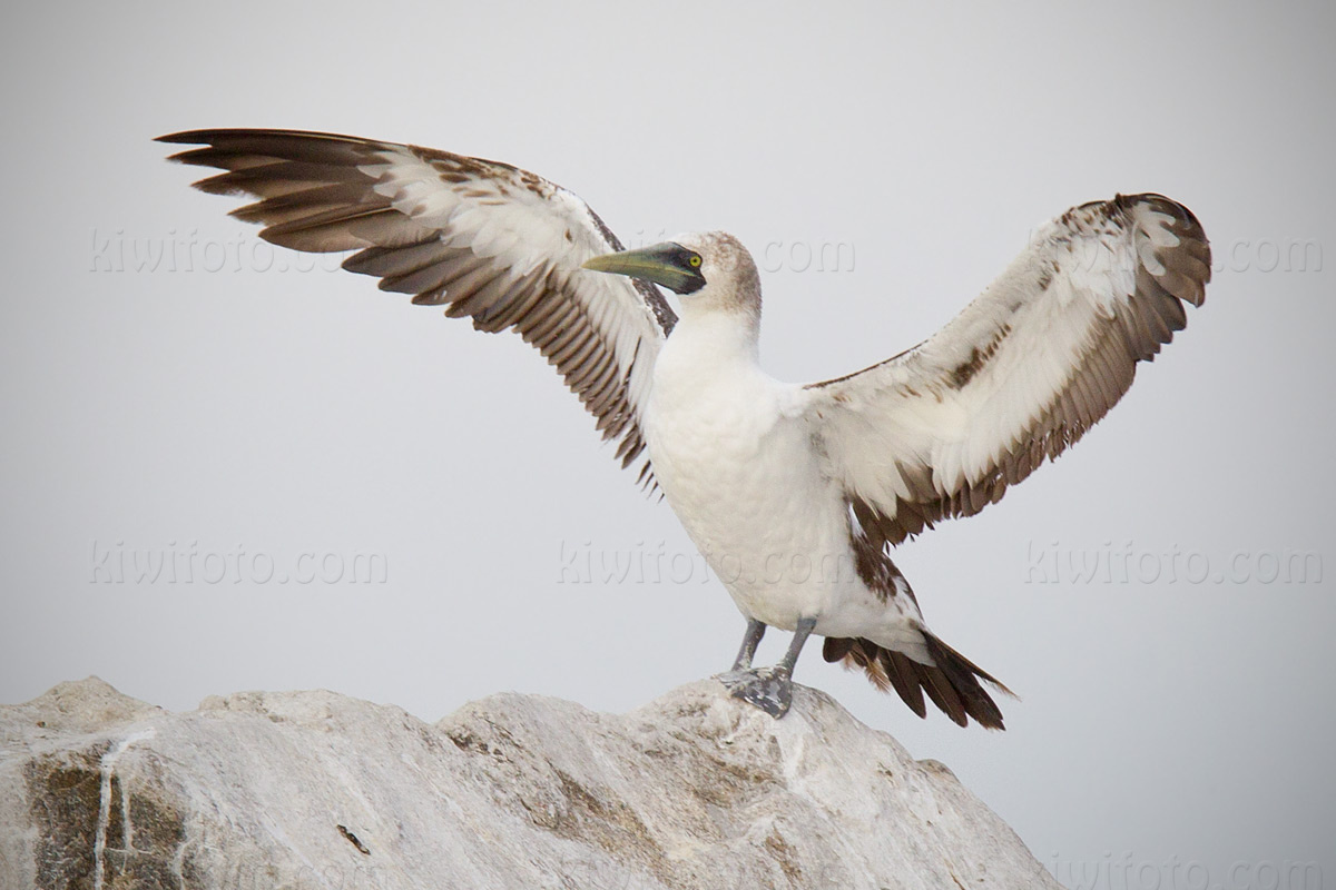 Masked Booby