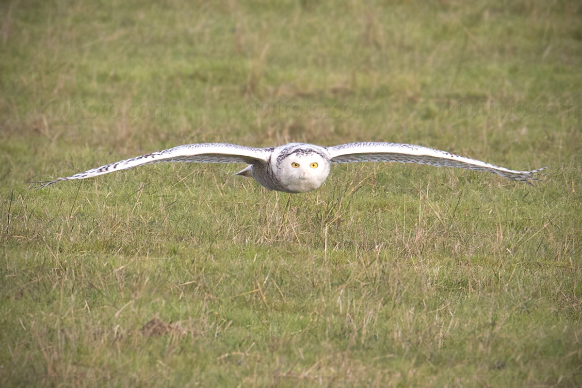 Snowy Owl