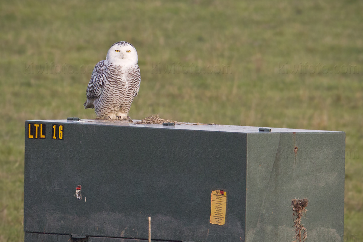 Snowy Owl