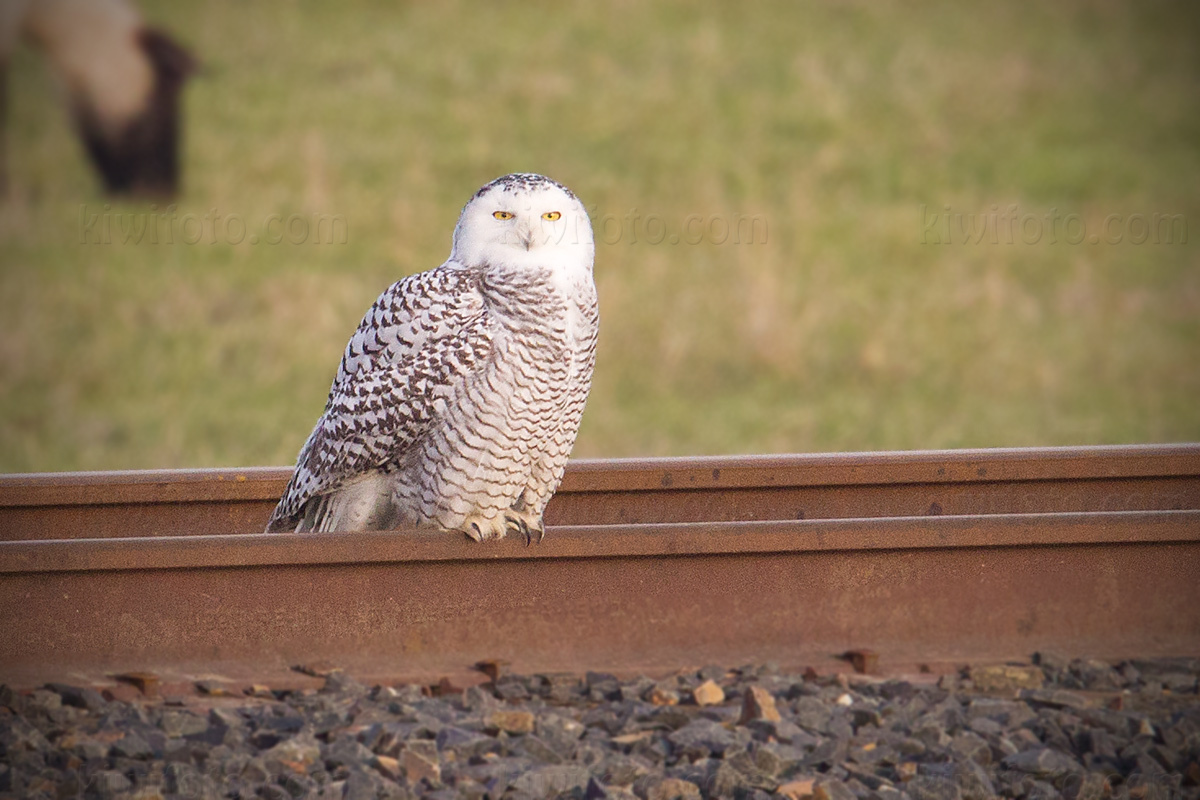 Snowy Owl