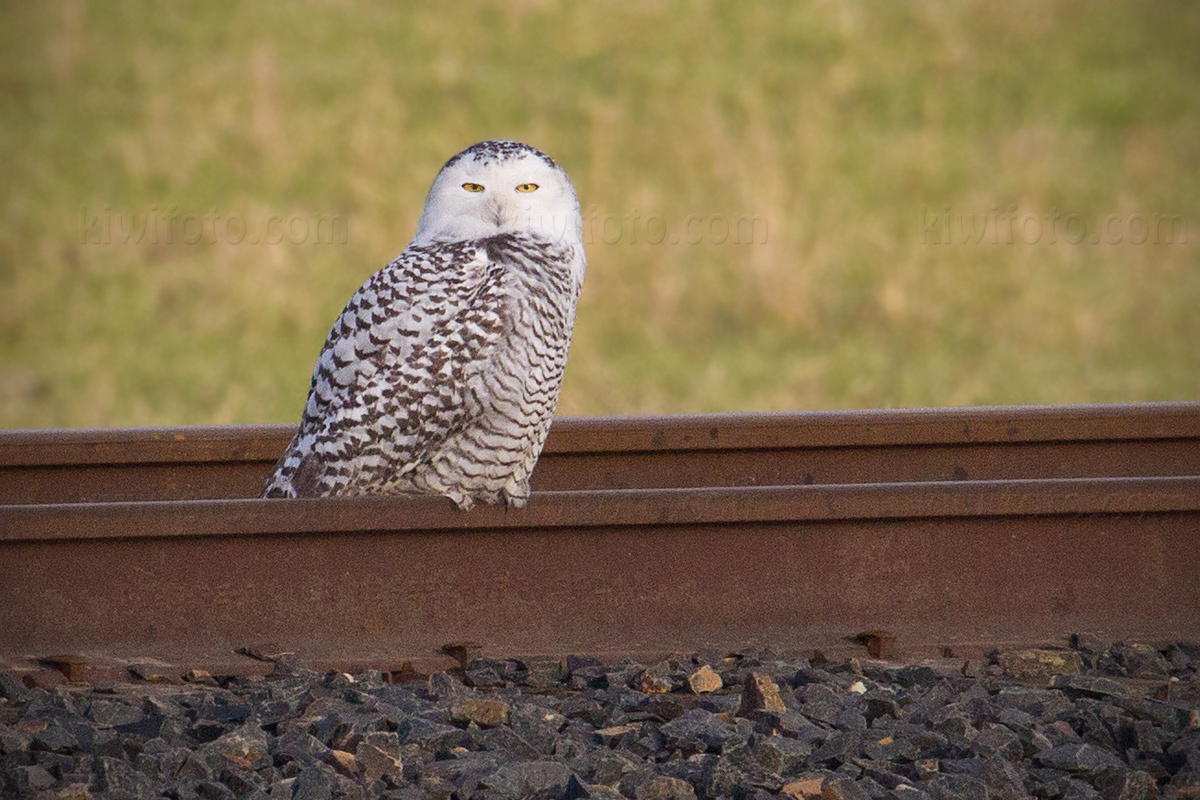 Snowy Owl