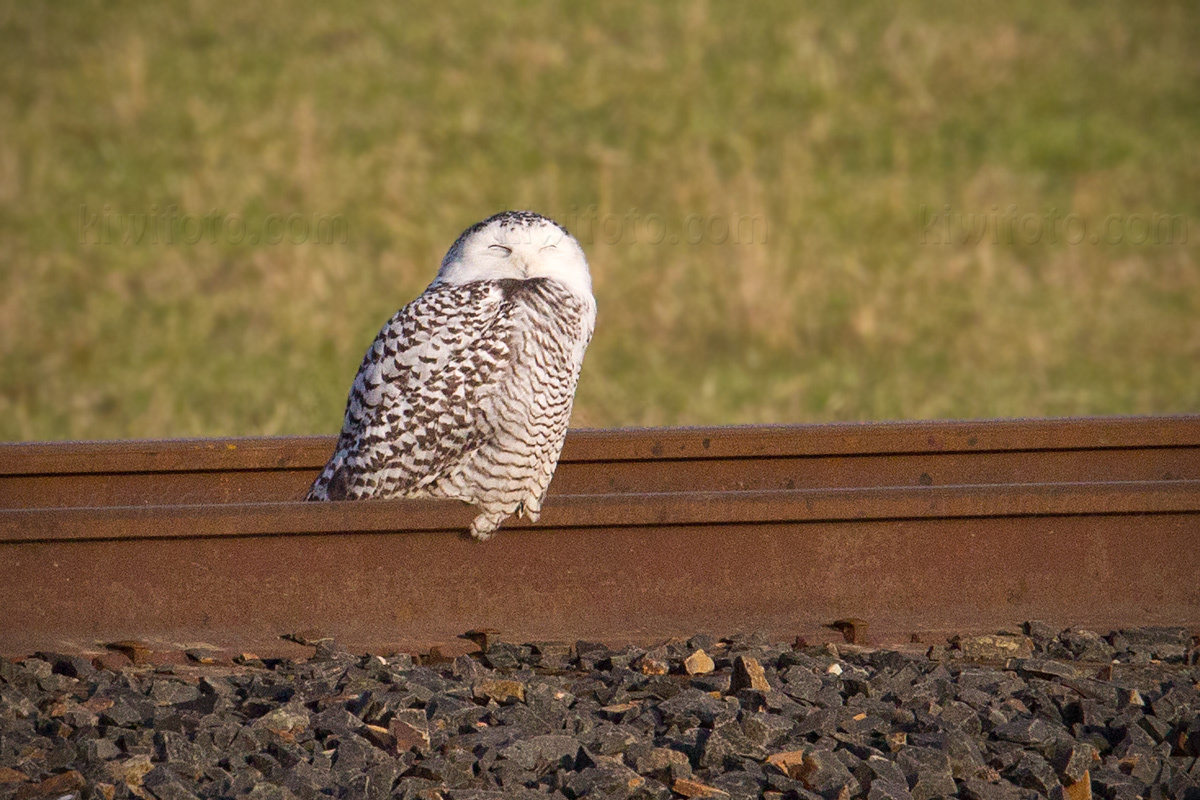 Snowy Owl