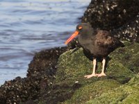 Black Oystercatcher Video