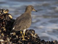 Surfbird Video