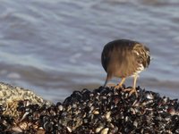 Black Turnstone Video