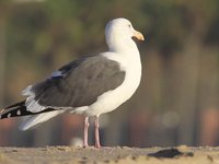 Western Gull Video