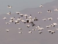 Taiga Bean-Goose - In flight Video