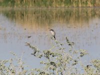 Loggerhead Shrike Video