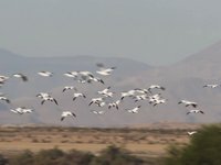 Snow Goose Video