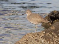 Willet Video