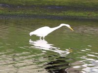 Great Egret Video