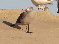 Heermann's Gull Video