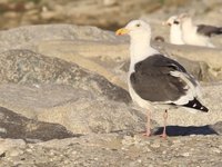 Western Gull Video