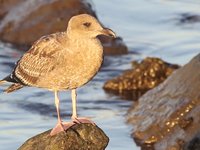 Western Gull - 1st cycle Video