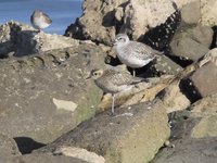 Pacific Golden-Plover Video