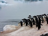 Adelie Penguin Video