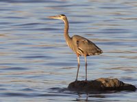 Great Blue Heron Video