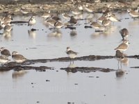 Spoon-billed Sandpiper Video