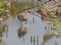 Black-tailed Godwit Video