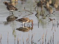 Black-tailed Godwit Video