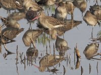 Black-tailed Godwit Video