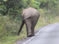 Asian Elephant Video