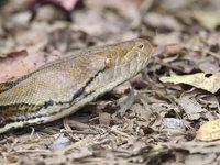 Reticulated Python Video