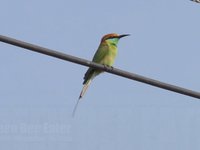Green Bee Eater Video