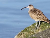 Whimbrel Video