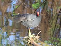 Common Moorhen Video