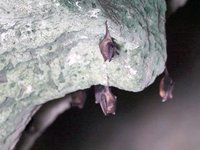 Buffy Flower Bat Video