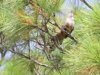 Great Lizard Cuckoo Video