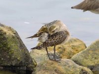 American Golden-Plover Video